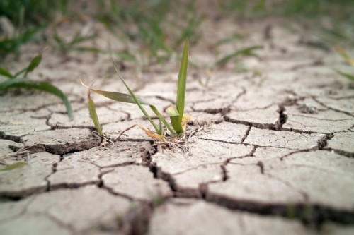 В Калмыкии появится Центр по борьбе с опустыниванием земель