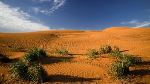 Сегодня в мире отмечают День борьбы с опустыниванием и засухой