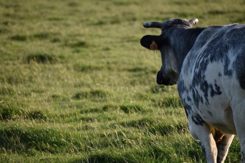 В Калмыкии зафиксирован первый в этом году случай заболевания лейкозом крупного рогатого скота