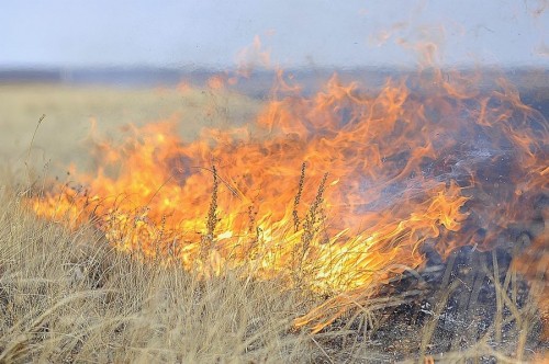 В праздничные дни в Калмыкии организовано дежурство сотрудников лесного ведомства