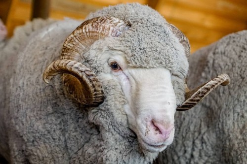 21 регион, XXI  Всероссийская выставка племенных овец и коз