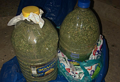 Полицейскими Калмыкии изъято свыше 2 килограммов марихуаны