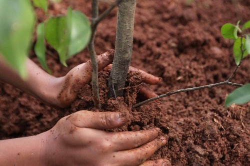 «Сохранение лесов». В Минприроды Калмыкии подвели итоги исполнения регионального проекта