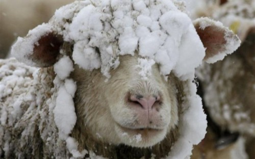 У животноводов республики продолжается ответственный период - зимовка скота