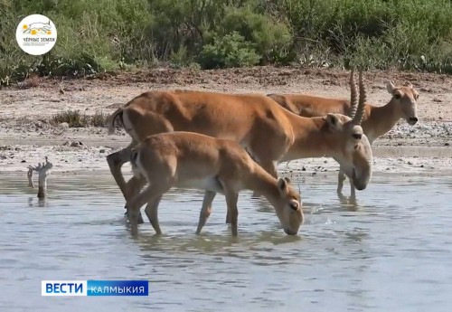 Уникальные животные степного края – снова в объективе фотокамер