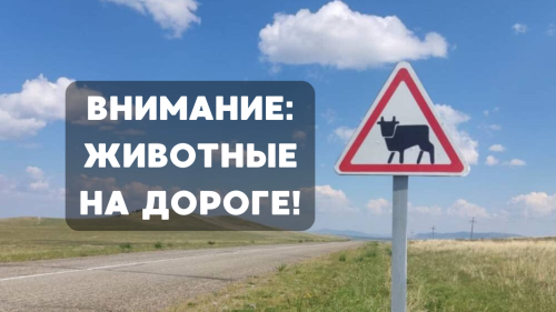 Внимание: животные на дороге!