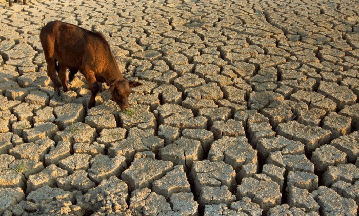 Департамент животноводства Минсельхоза России оценит состояние пострадавших от засухи районов Калмыкии