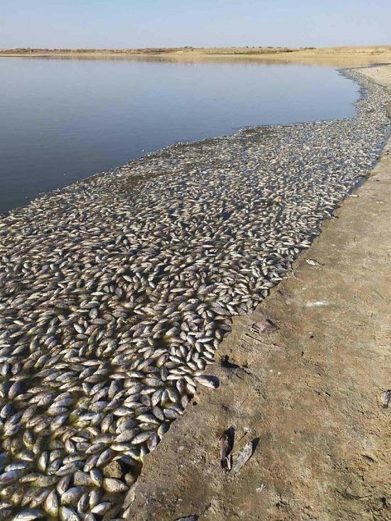 Стала известна причина гибели рыбы на Арашань-Зельменьском водохранилище
