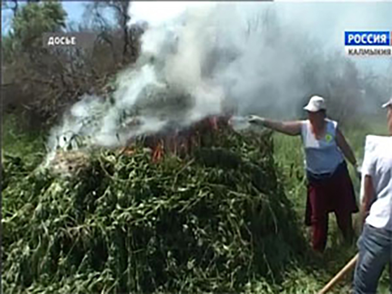 В Лаганском районе уничтожено 53 тысячи кустов конопли