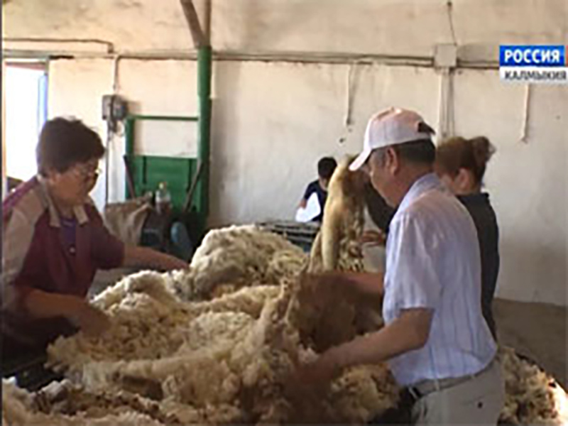 В Калмыкии завершилась стрижка овец