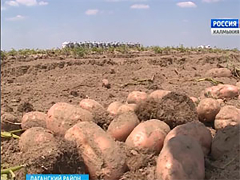 В Лаганском районе в разгаре уборка картофеля