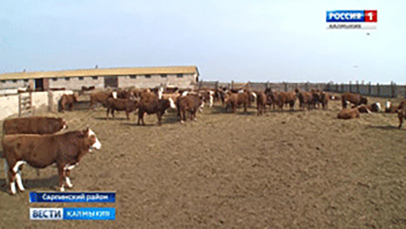 Интенсификация животноводства – приоритетное направление в сельском хозяйстве
