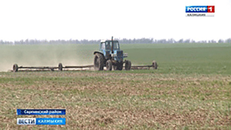 В Сарпинском районе планируют собрать хороший урожай озимых