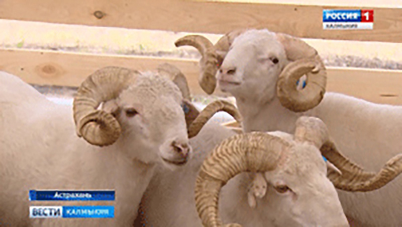 В Астрахани начала работу 18-я Российская выставка племенных овец и коз