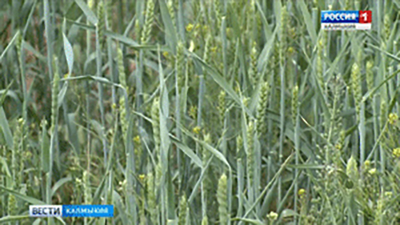 Ики-Бурульцы рассчитывают на хороший урожай зерновых