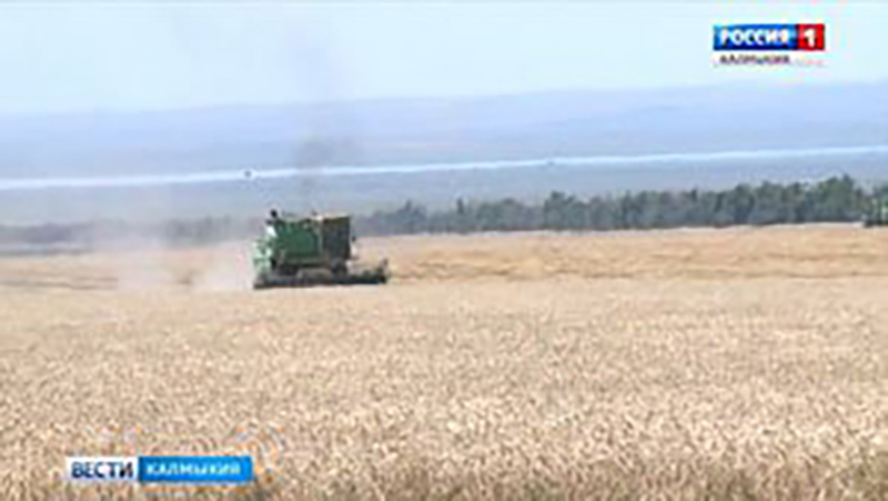 В регионе ожидают рекордный урожай зерновых