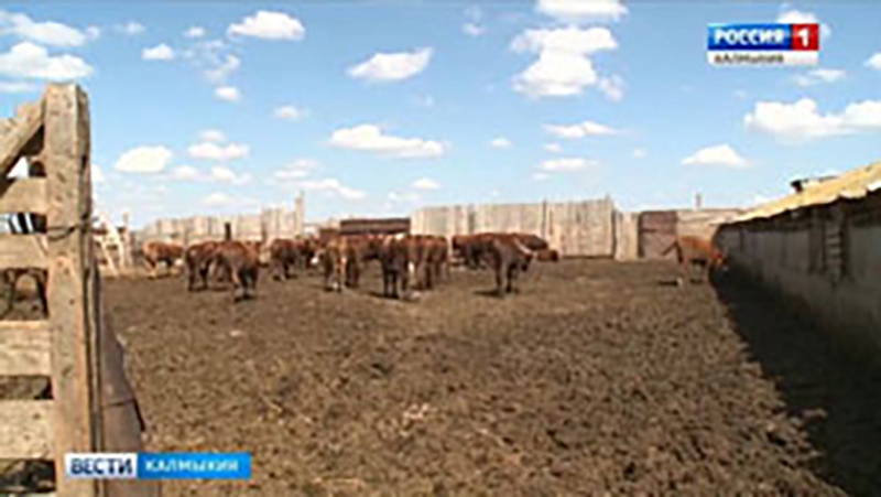 Калмыкия получит дополнительно 40 млн. рублей на поддержку сельскохозяйственной отрасли