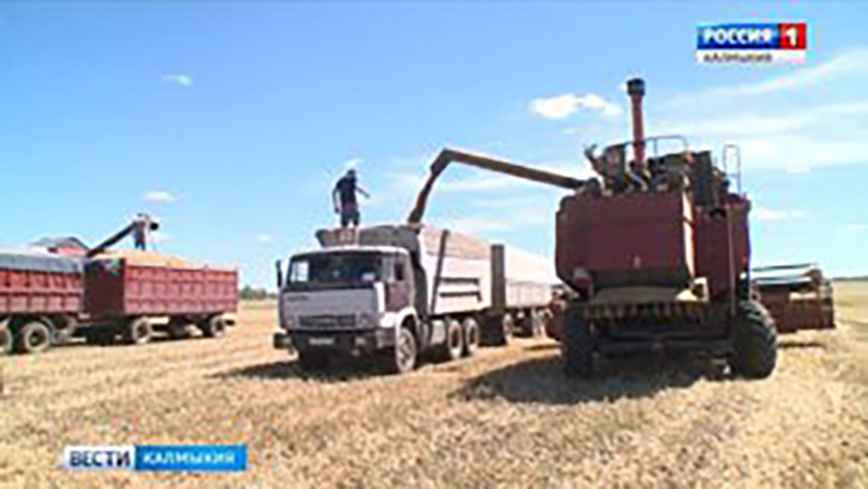 В степном регионе собрали рекордный урожай зерновых