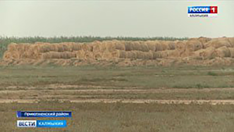 В Приютненском районе заготовлено почти 50 тысяч тонн кормов