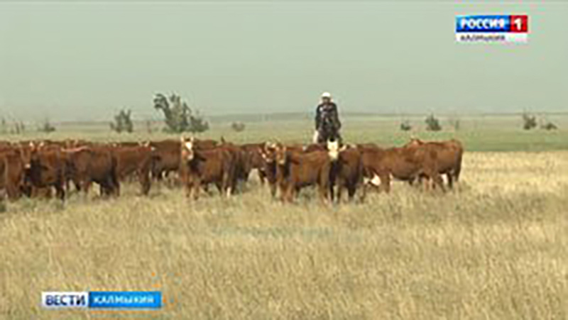 Участники съезда заводчиков калмыцкого скота побывали в районах республики