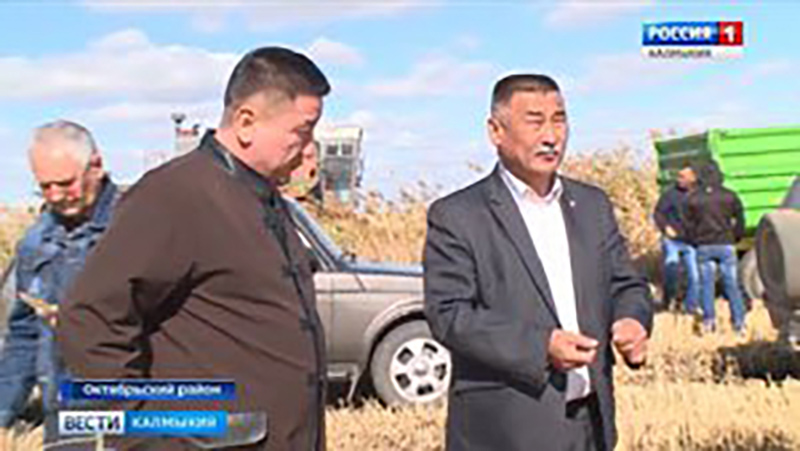 Жаркая страда в рисоводческих хозяйствах Октябрьского района