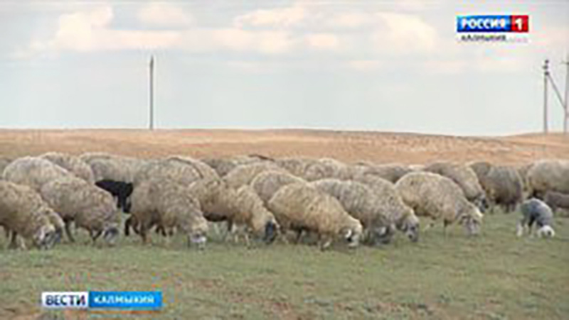 В Калмыкии получили патент на новую породу овец