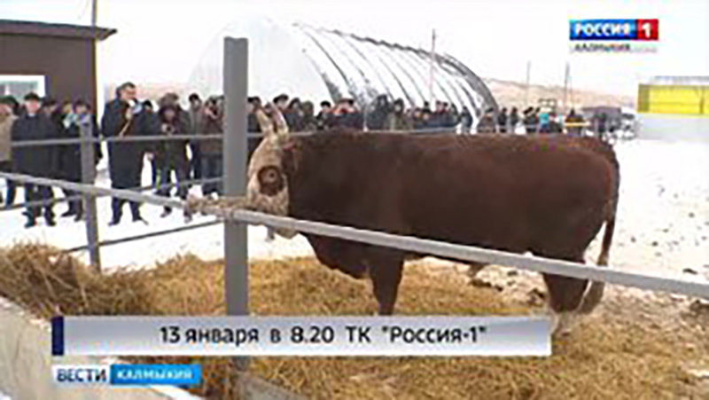 ГТРК "Калмыкия" открывает цикл передач про АПК