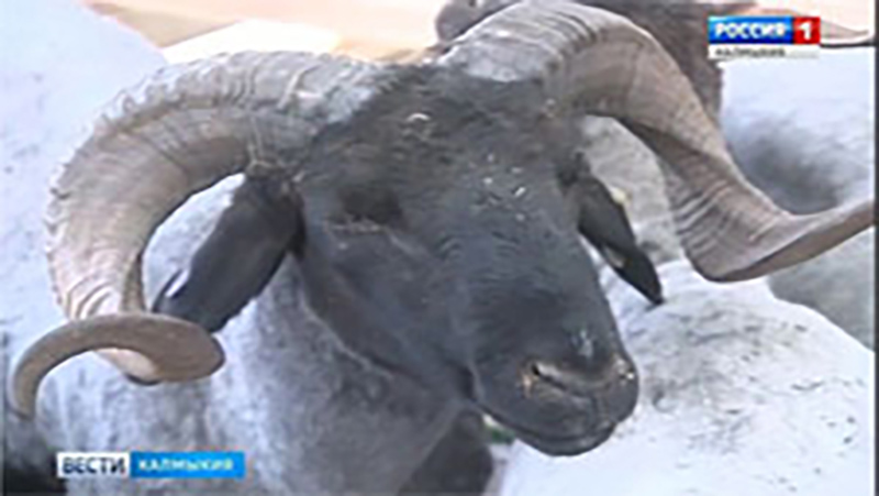 Калмыцкие животноводы завоевали призовые места на Всероссийской выставке