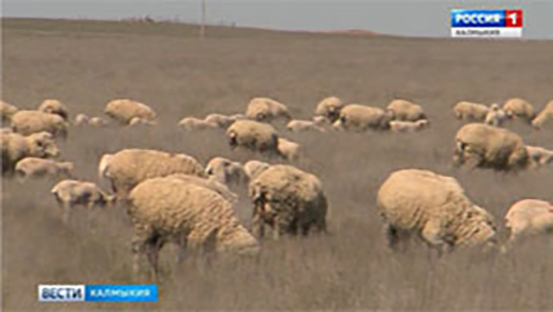 В Сарпинском районе зарегистрирована вспышка оспы овец