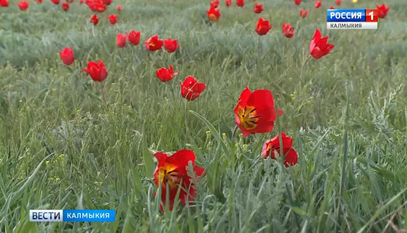 В Калмыкии скоро зацветут первые тюльпаны