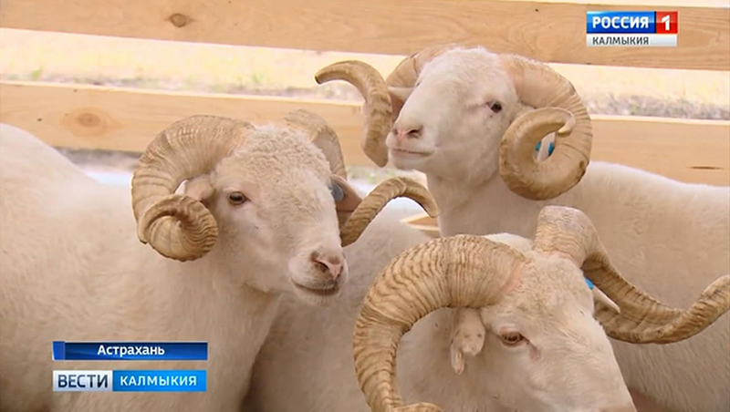 В Астраханской области начала работу 20-я Российская выставка племенных овец и коз