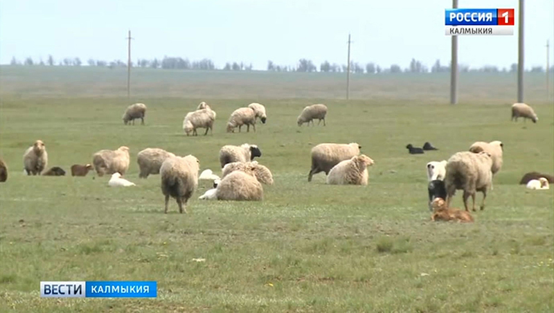 В Калмыкии началась стрижка овец