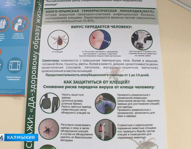 В Калмыкии увеличилось число людей зараженных крымско-геморрагической лихорадкой