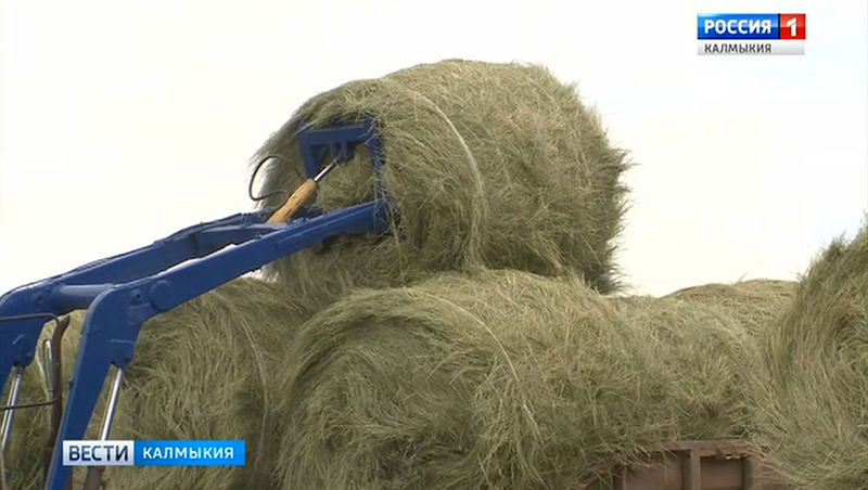В хозяйствах Калмыкии заготовлено 65 тысяч тонн грубых кормов