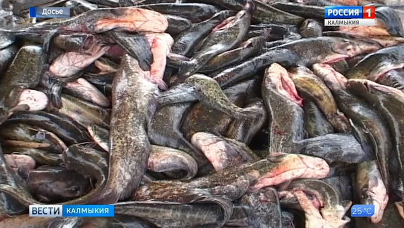 В Калмыкии обнаружена зараженная паразитами рыба