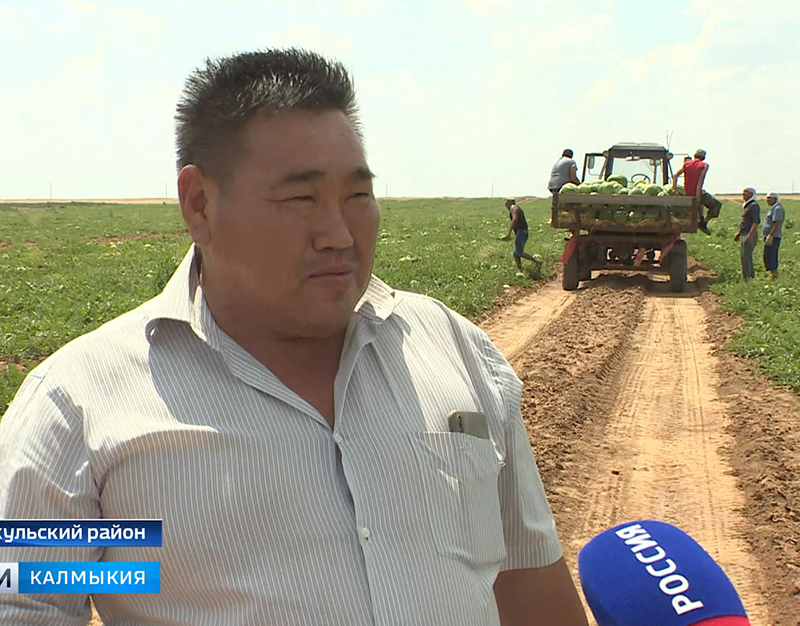 Минсельхоз РФ выделит средства на производство овощей в открытом грунте