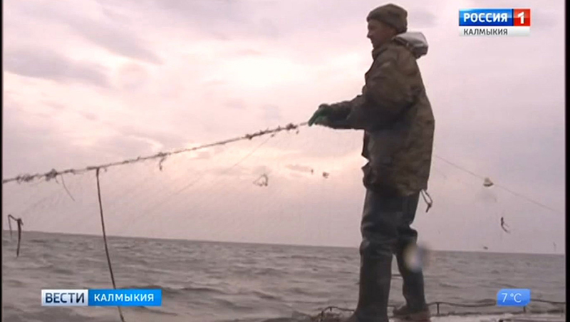 Калмыцкие рыбаки подвели итоги промысла на Каспии