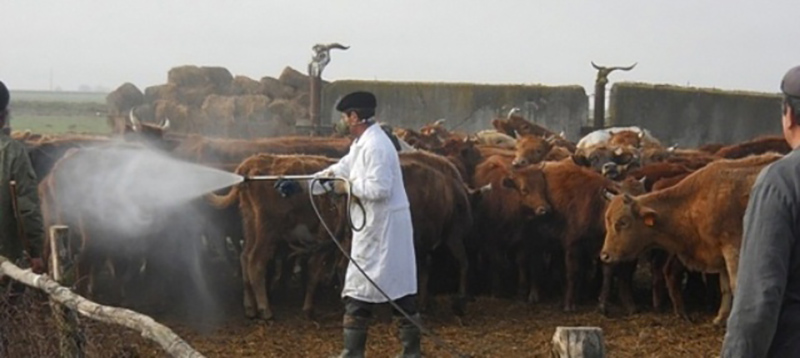 Ветеринары Калмыкии начали обследования сельхозживотных на заклещеванность