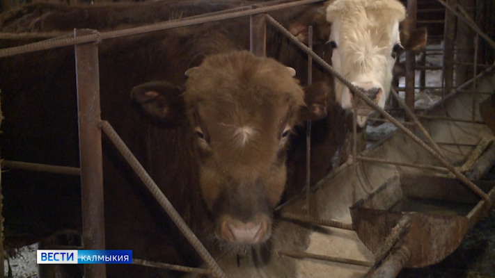 В Городовиковском районе выявлен очаг бруцеллеза крупного рогатого скота