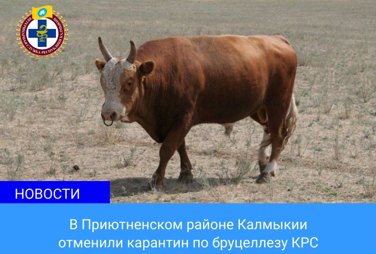 В поселке Песчаный Приютненского района ликвидировали очаг бруцеллеза крупного рогатого скота