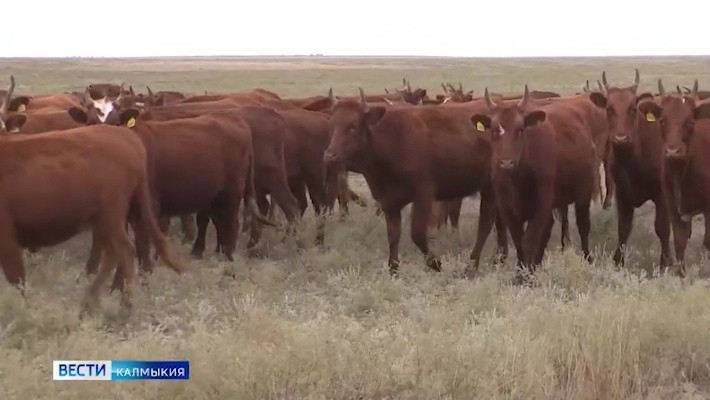 В Калмыкии отменен карантин по лейкозу на территории личного подворья в селе Веселое Городовиковского района