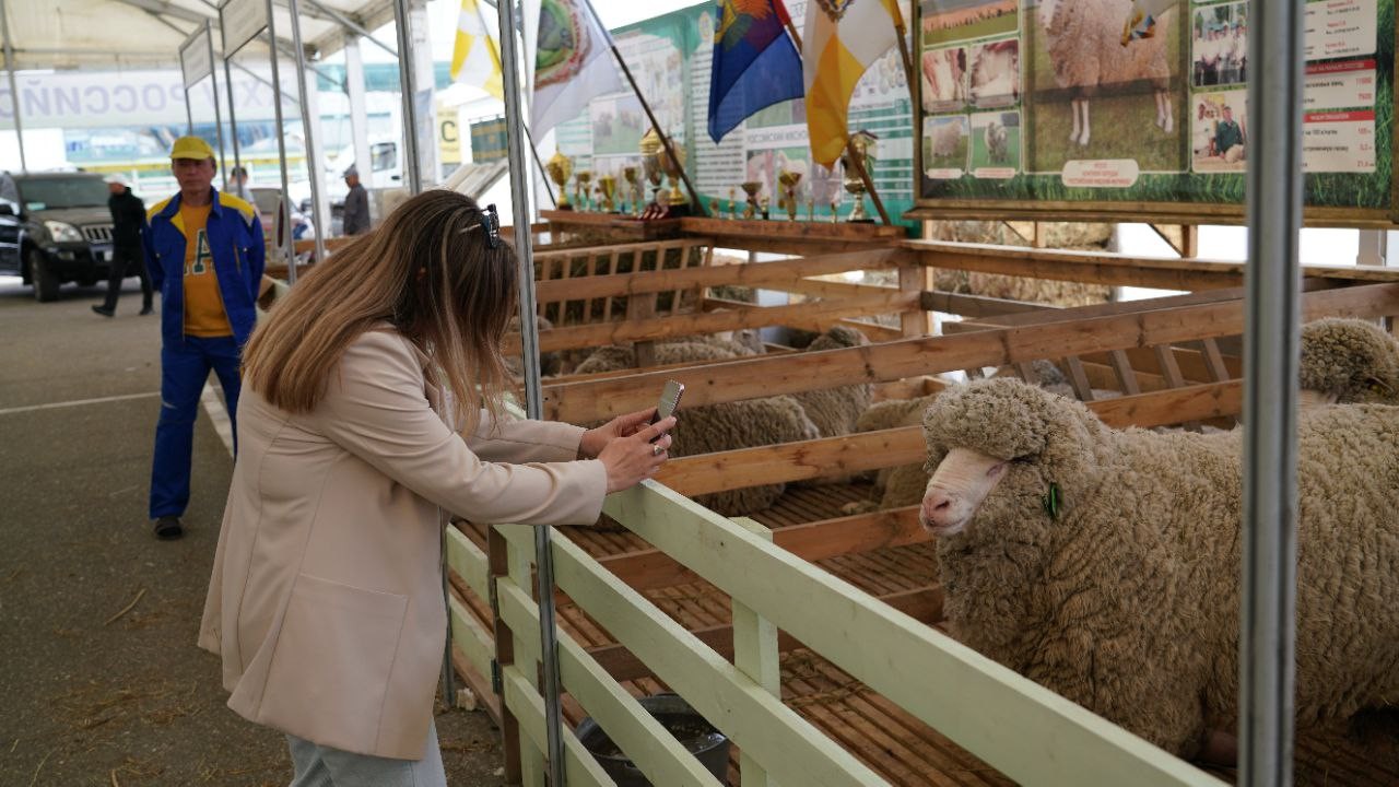 Хозяйства Калмыкии принимают участие в XXIV Российской выставке племенных овец и коз. Сегодня она открывается в Республике Дагестан