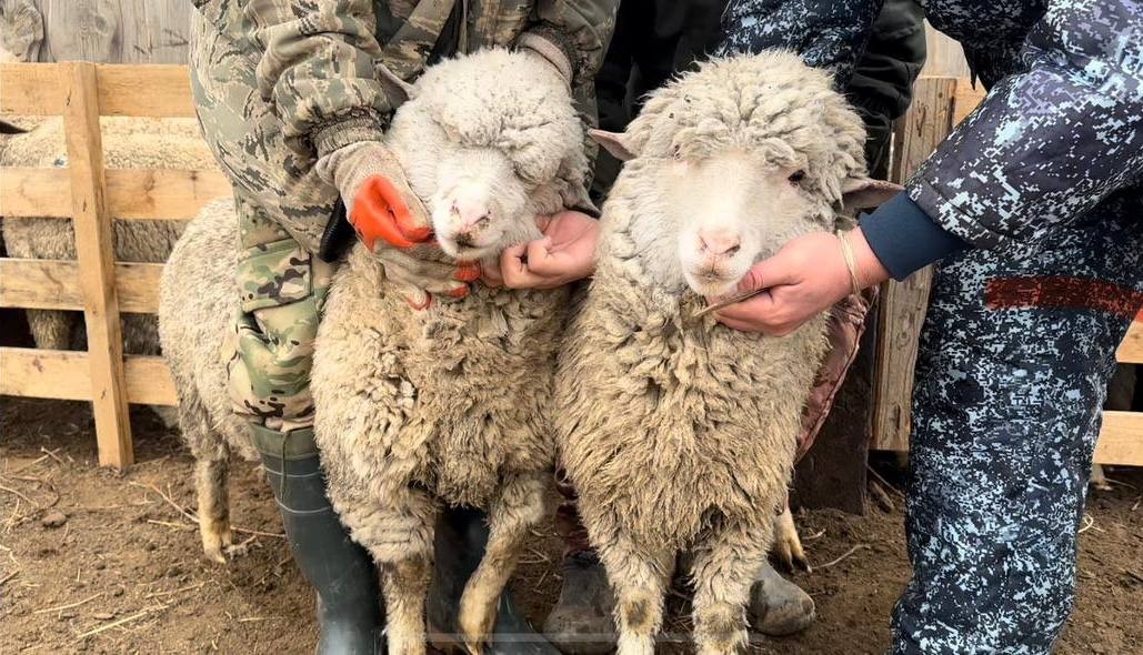 Племенные качества баранов завода «Улан-Хееч» представят сегодня на Российской выставке овец и коз