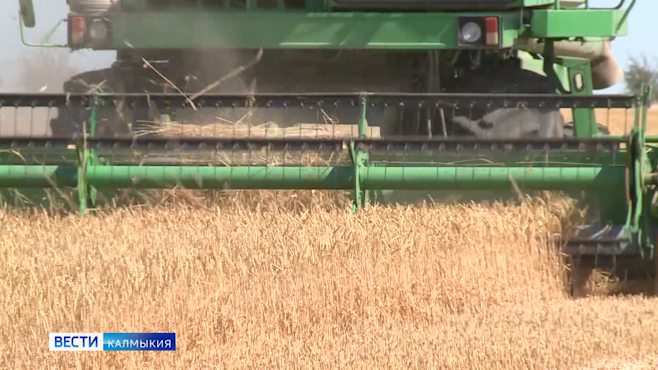 Уборка урожая в Калмыкии началась раньше срока на 2 недели