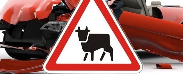 В Калмыкии, в Ики-Бурульском районе, под колёсами автомобиля погибла корова.