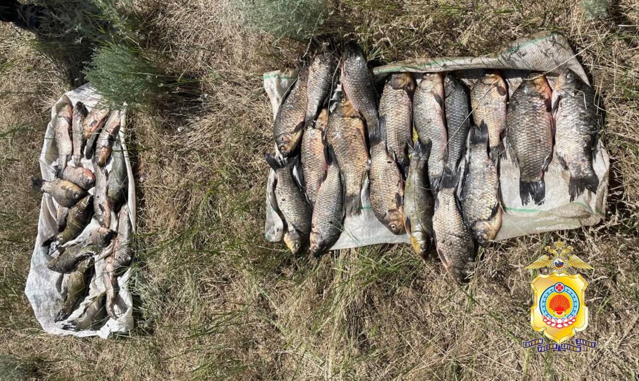 В Ики-Буруле задержан мужчина за незаконную добычу редкой рыбы.