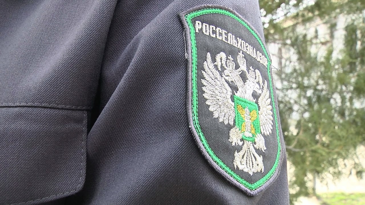 В Калмыкии Управление Россельхознадзора по Ростовской, Волгоградской и Астраханской областям и Республике Калмыкия рассмотрело обращение гражданина по факту нарушений при содержании мелкого рогатого скота (около 1000 голов) в черте населенного пункта, рас
