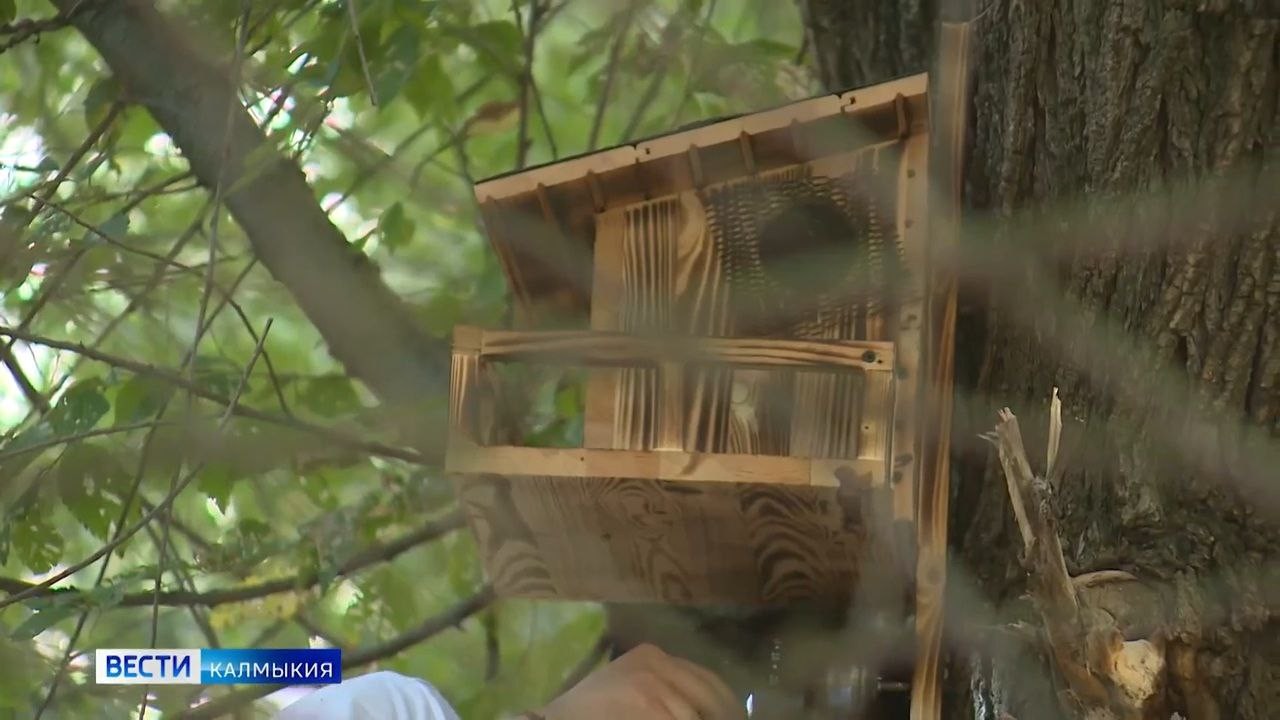 В элистинском парке "Дружба" поселились белки.