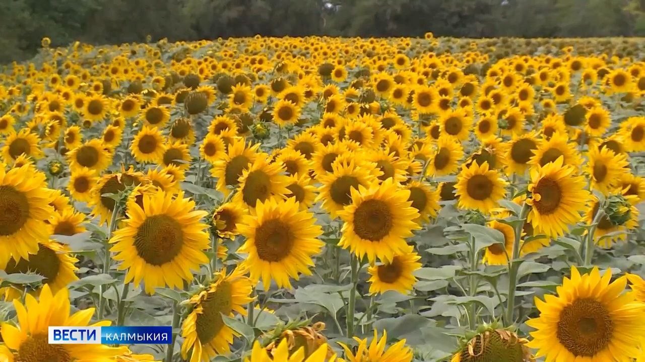 В Калмыкии продолжается уборочная кампания масличных культур.