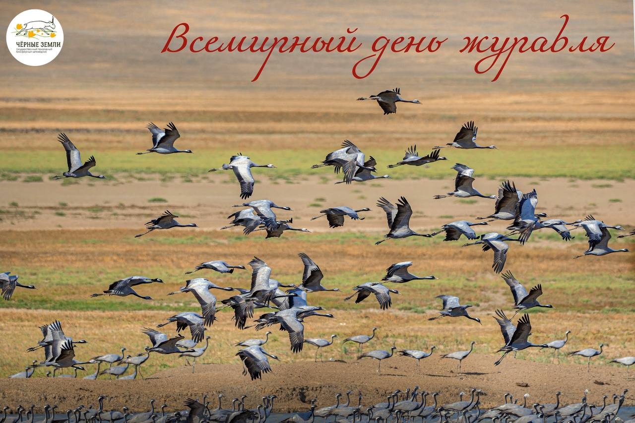 Сегодня — Всемирный день журавля.